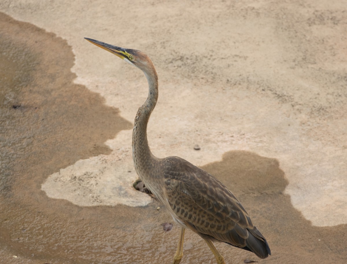 Purple Heron - ML625871461