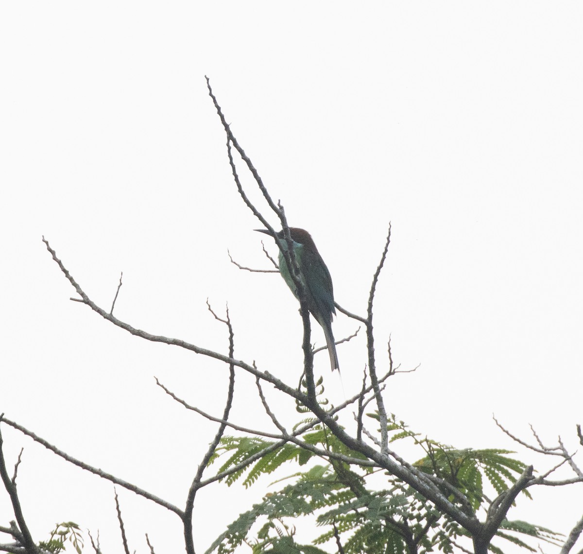 Blue-throated Bee-eater - ML625871475