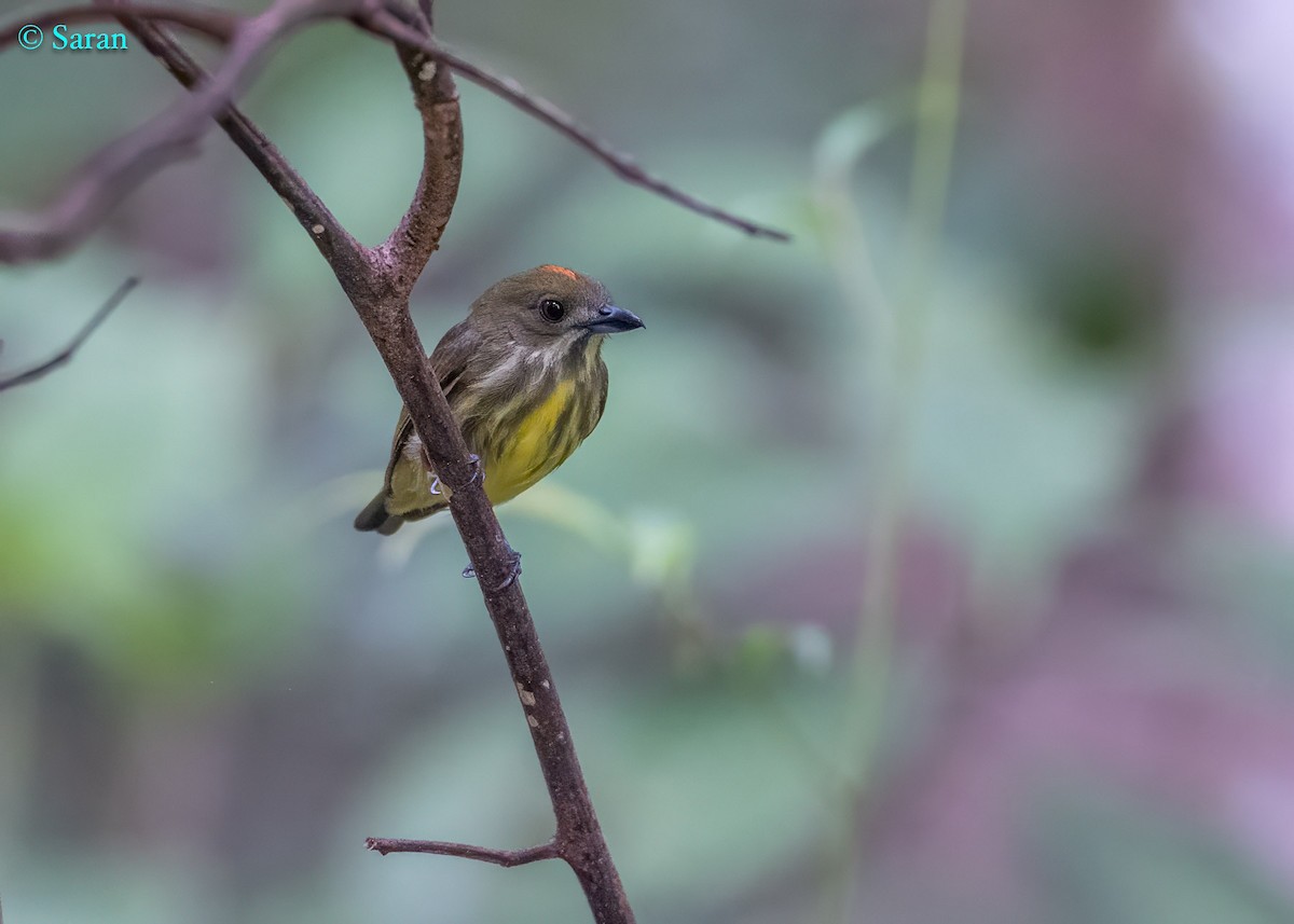 Yellow-breasted Flowerpecker - ML625871595