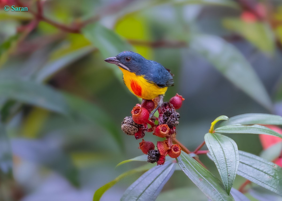 Crimson-breasted Flowerpecker - ML625871612