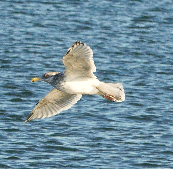 American Herring Gull - ML625871686