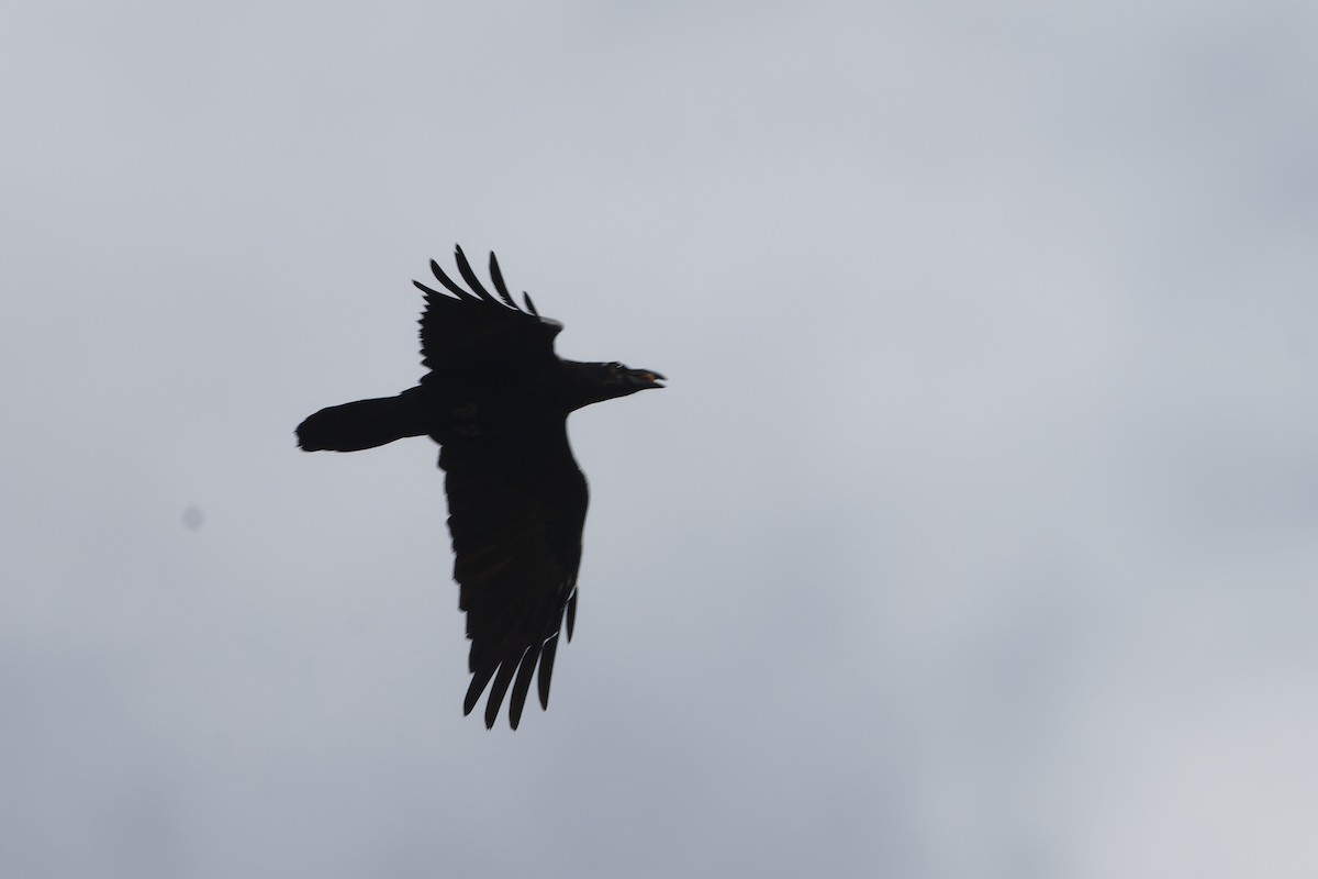 Common Raven - ML625871746