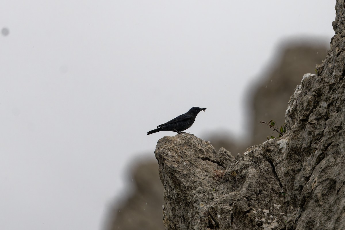 Blue Rock-Thrush - ML625871788