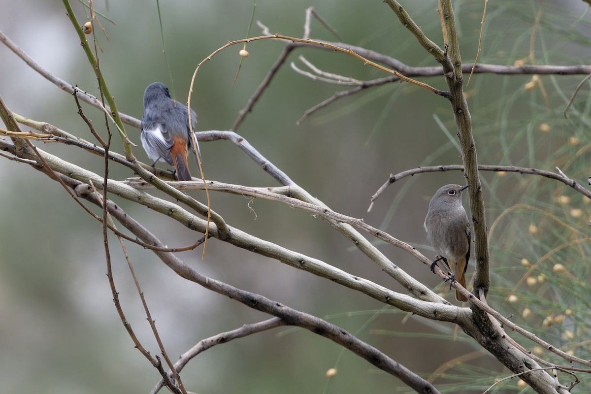 Black Redstart - ML625871795