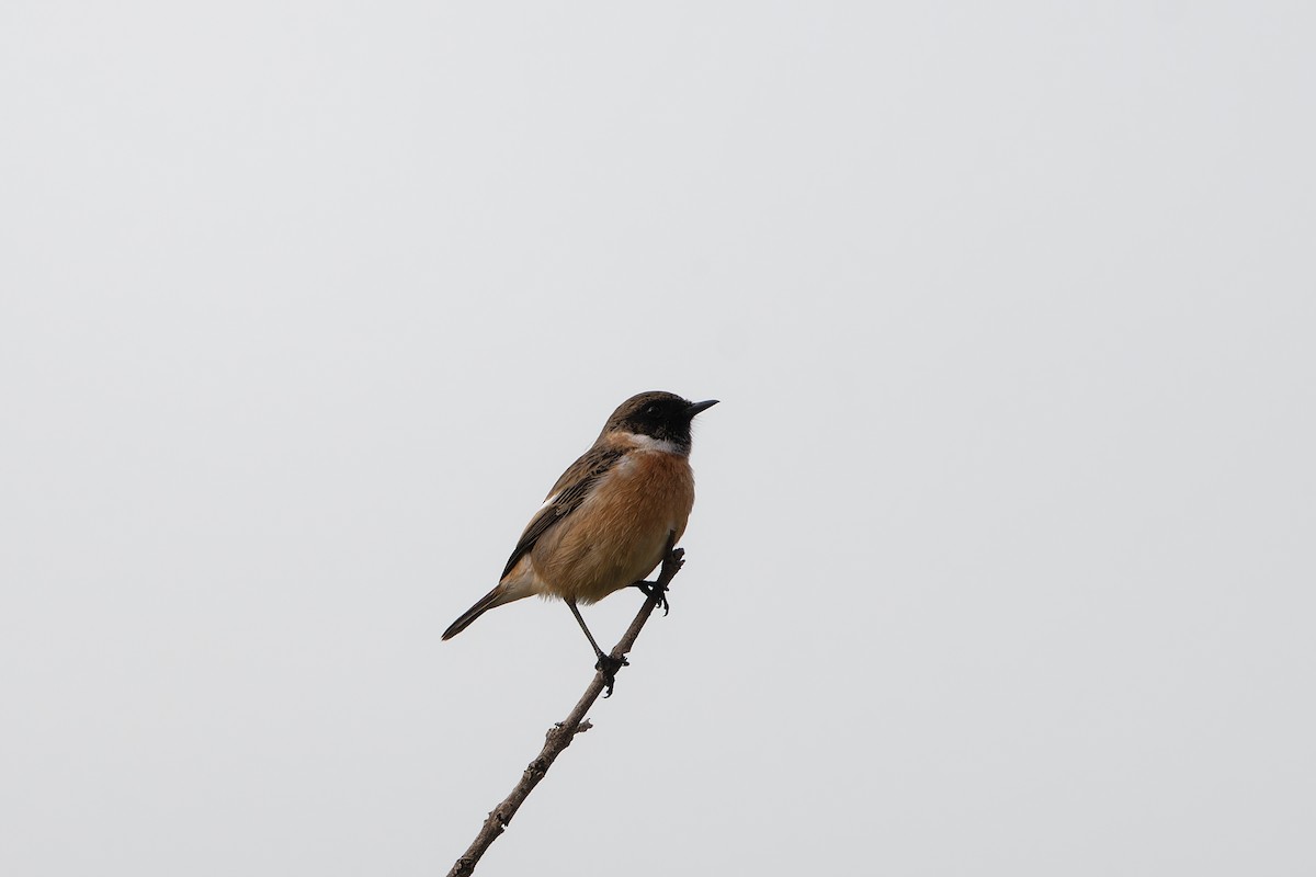 European Stonechat - ML625871806