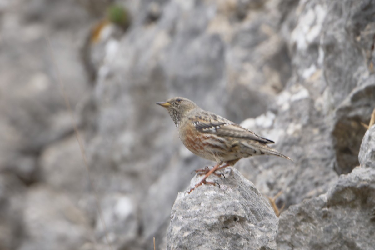 passerine sp. - ML625871821