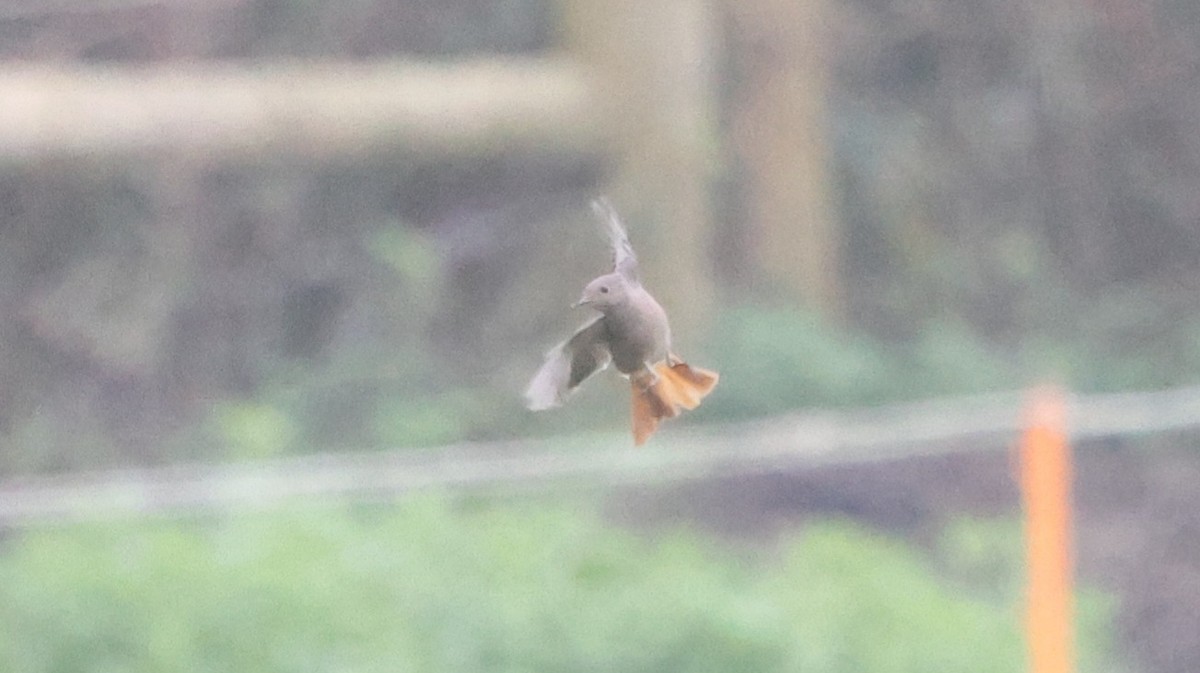 Black Redstart - ML625871869