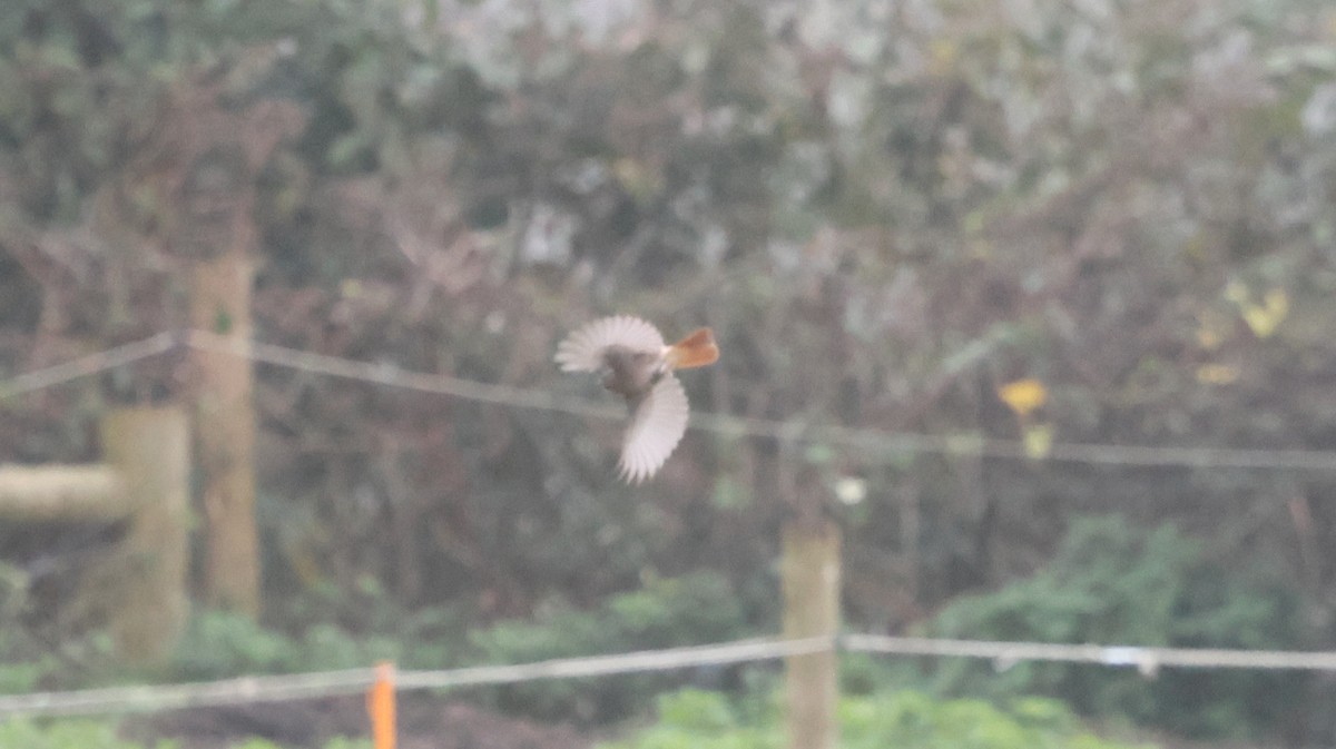 Black Redstart - ML625871870