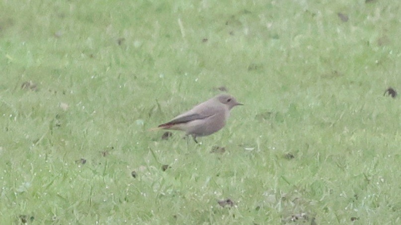 Black Redstart - ML625871871