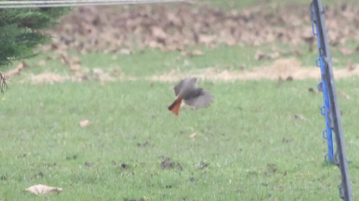 Black Redstart - ML625871872