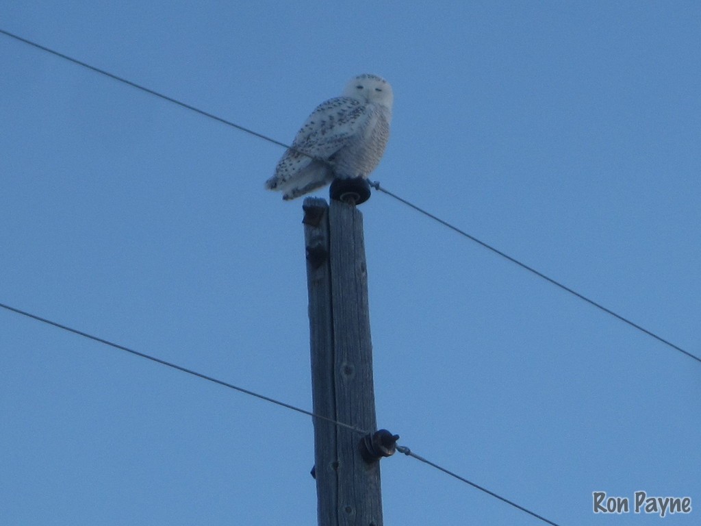 Snowy Owl - ML625871949