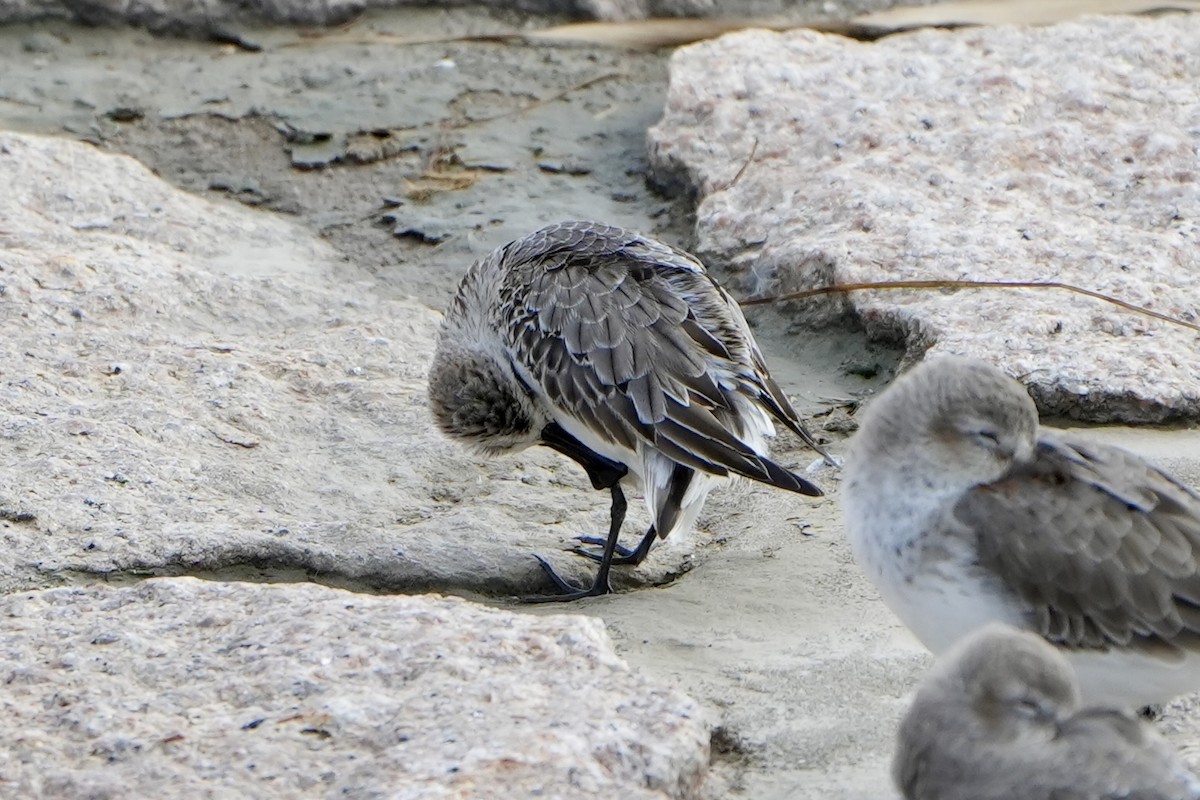Spoon-billed Sandpiper - ML625872184