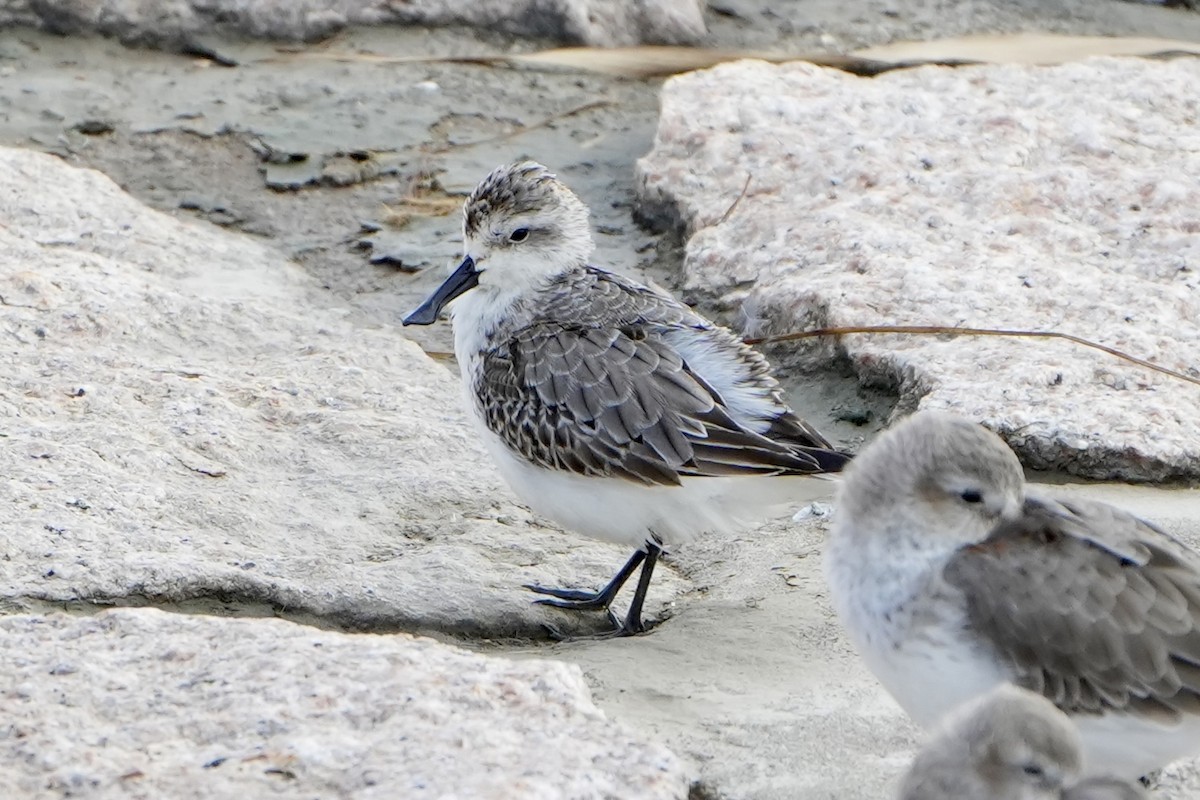 Spoon-billed Sandpiper - ML625872185