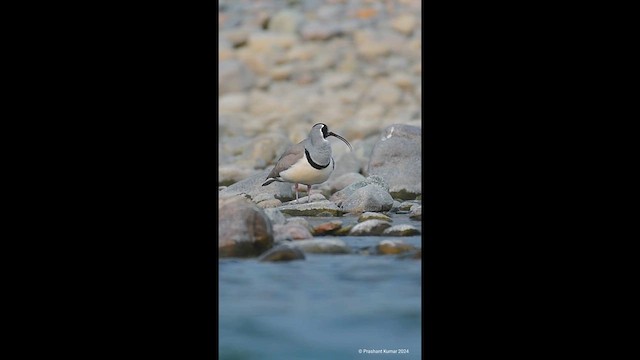 Ibisbill - ML625872493