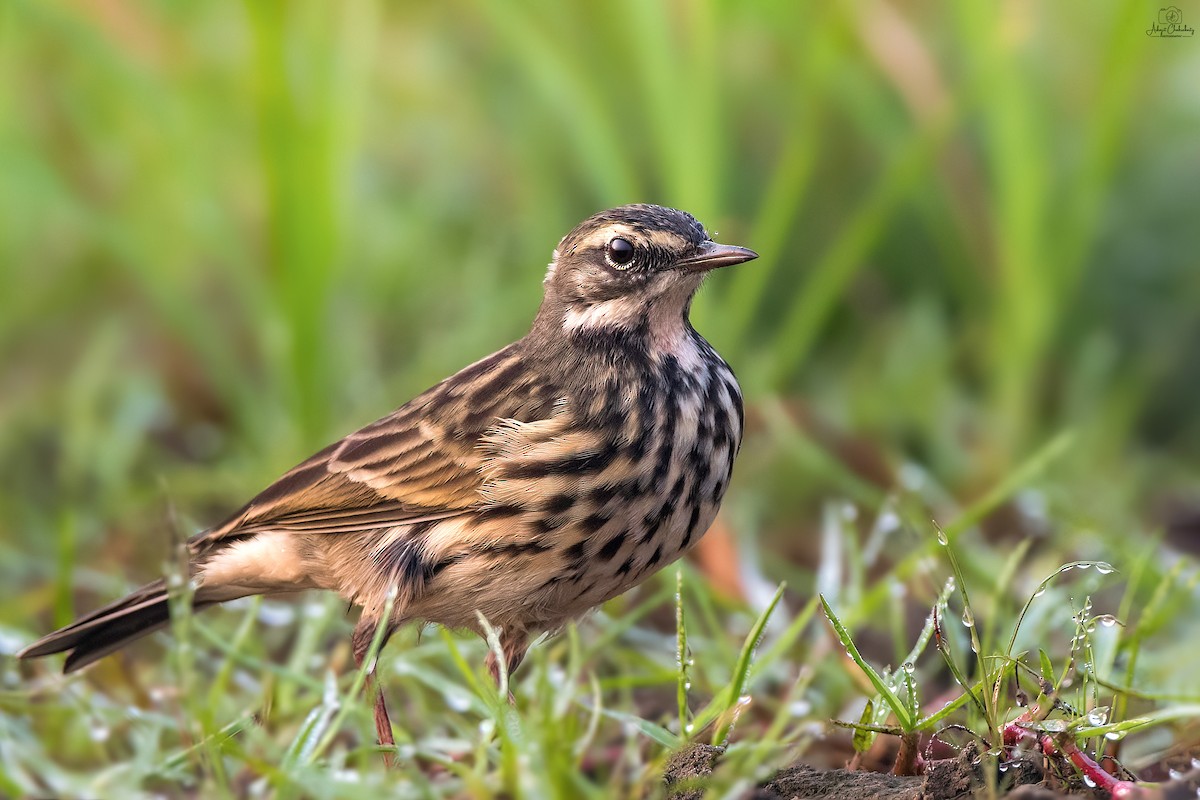 Rosy Pipit - Arkajit Chakraborty