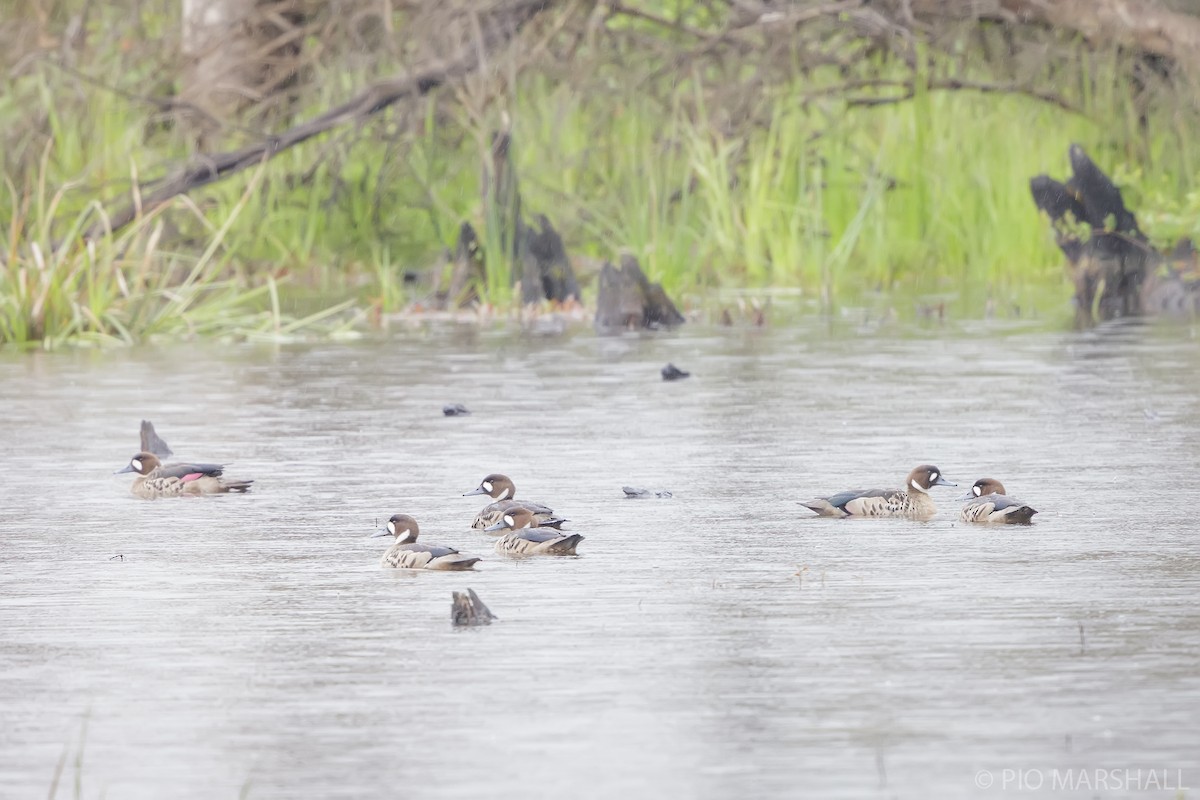 Spectacled Duck - ML625872555