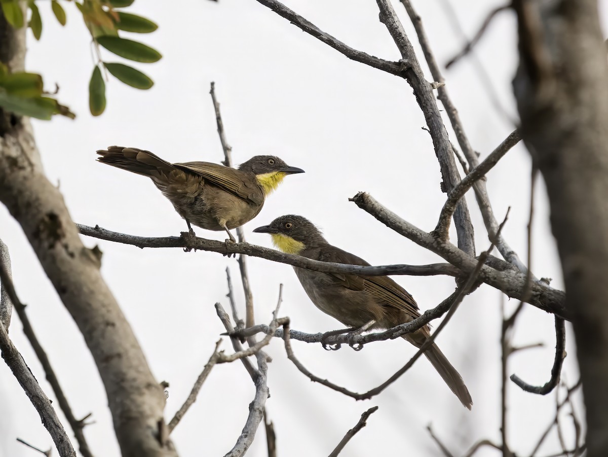 Yellow-gorgeted Greenbul - ML625872872