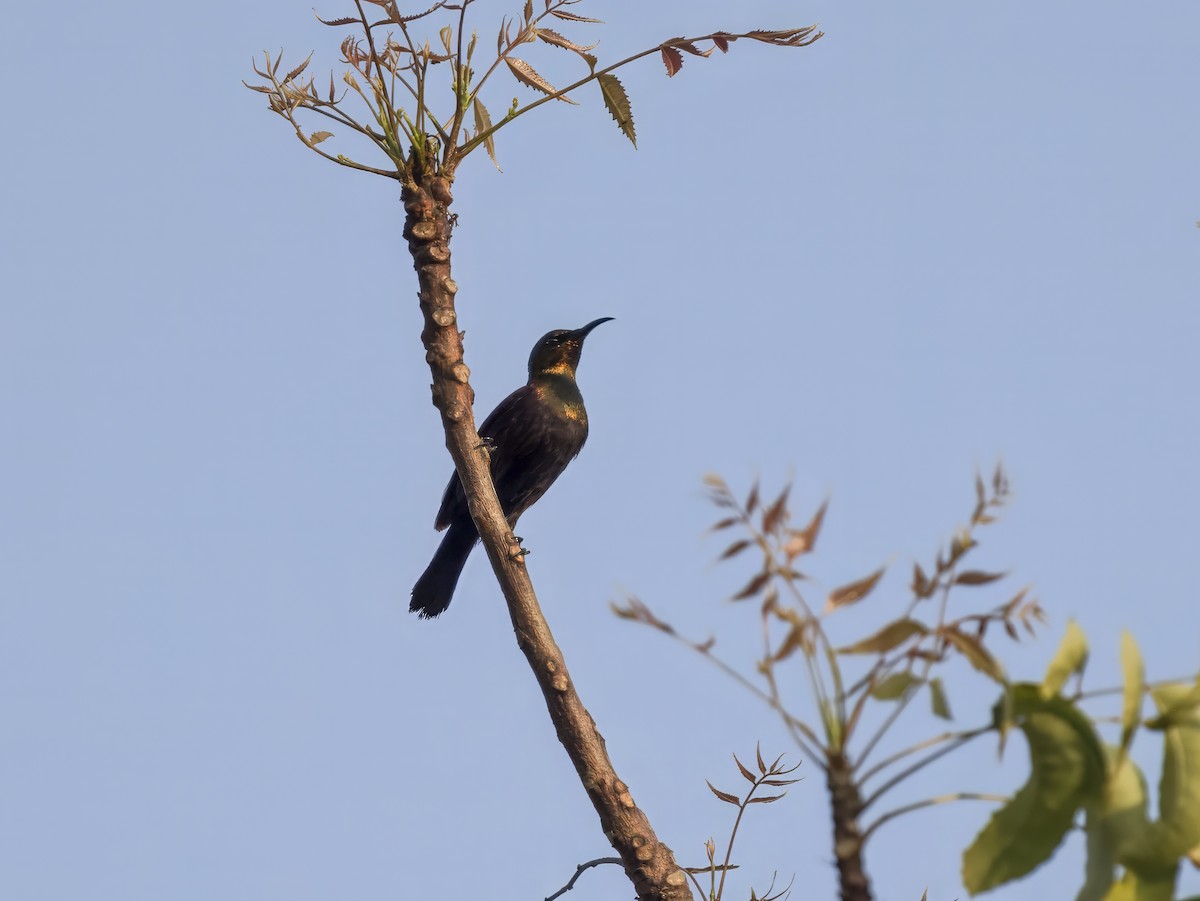 Copper Sunbird - ML625872876