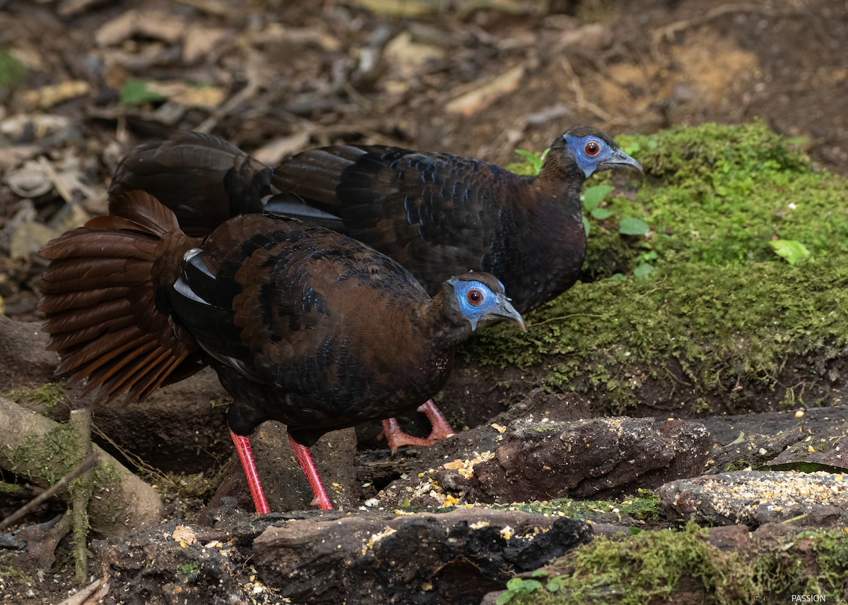 Bulwer's Pheasant - ML625872879