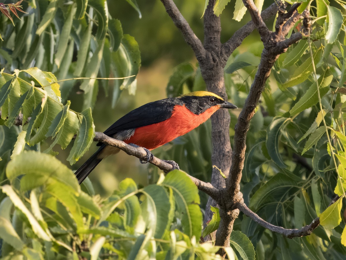 Yellow-crowned Gonolek - ML625872884