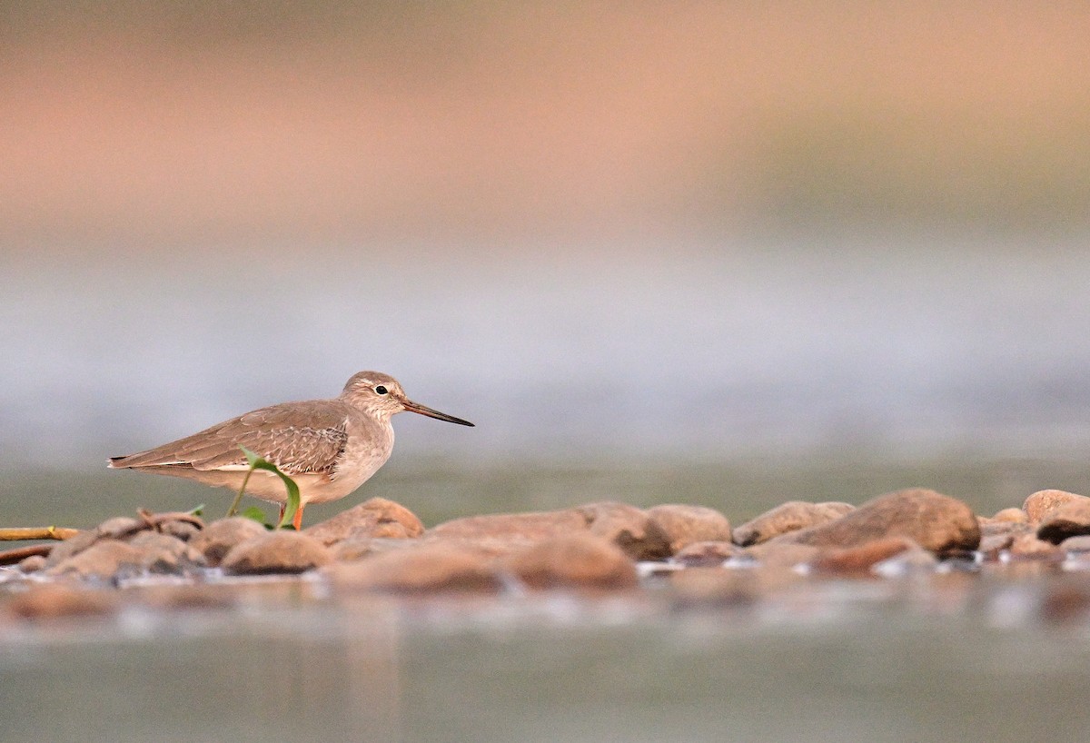 Common Redshank - ML625873196