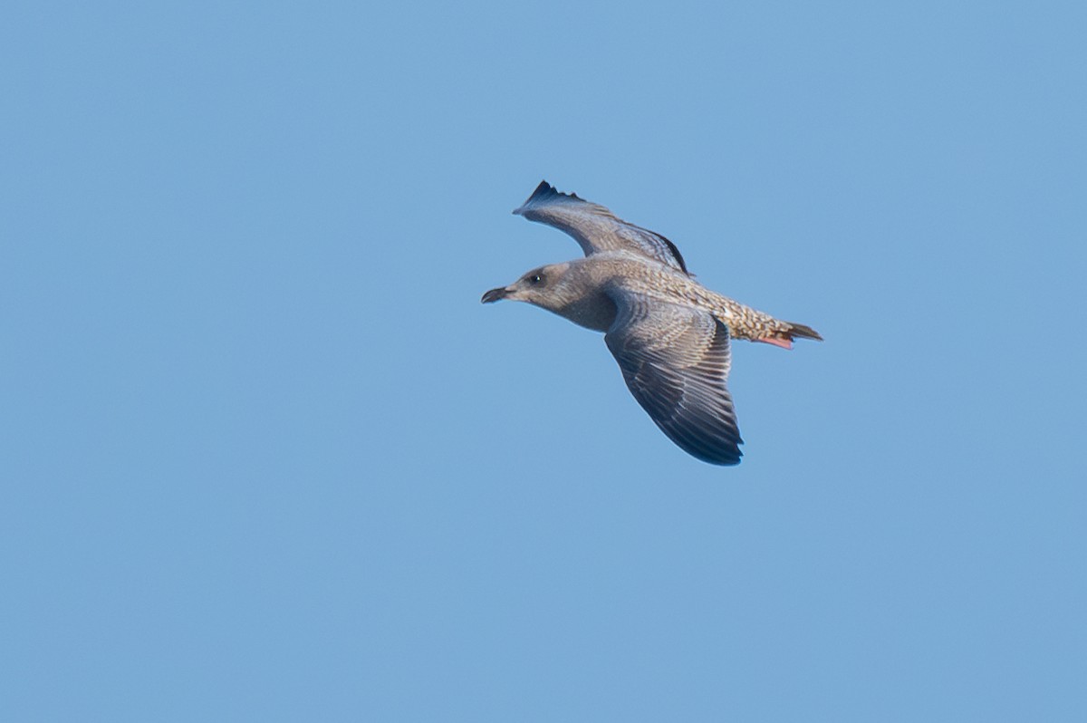 American Herring Gull - ML625873203