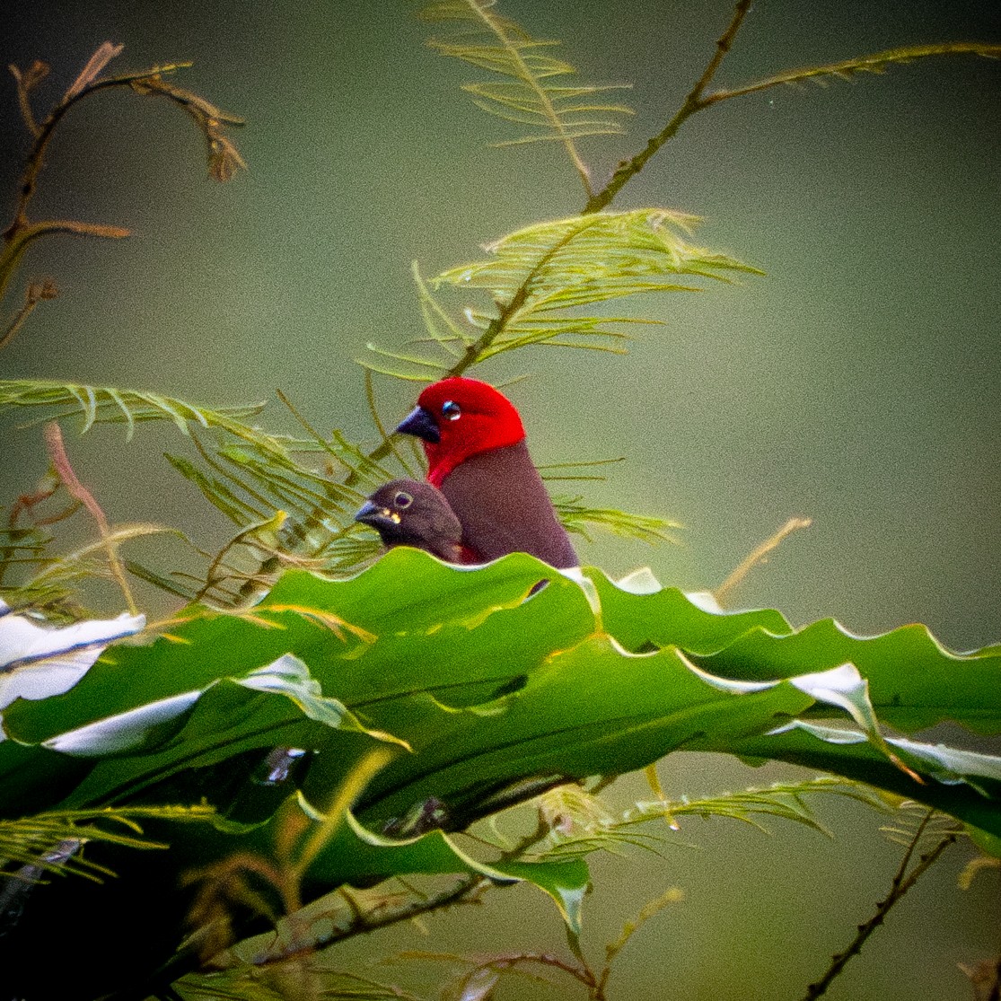 Black-bellied Seedcracker - ML625873216