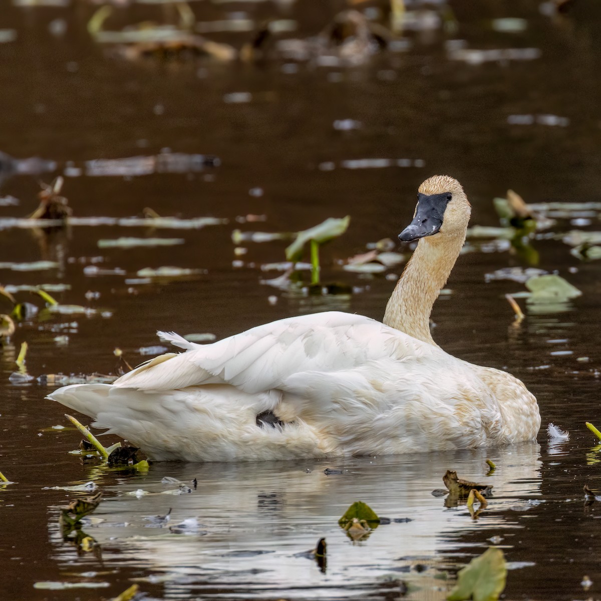 Trumpeter Swan - ML625873246