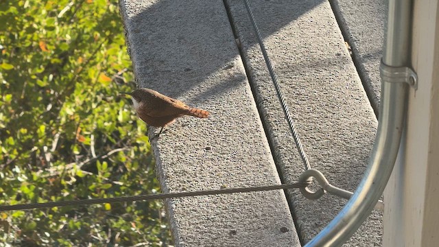 Canyon Wren - ML625873252
