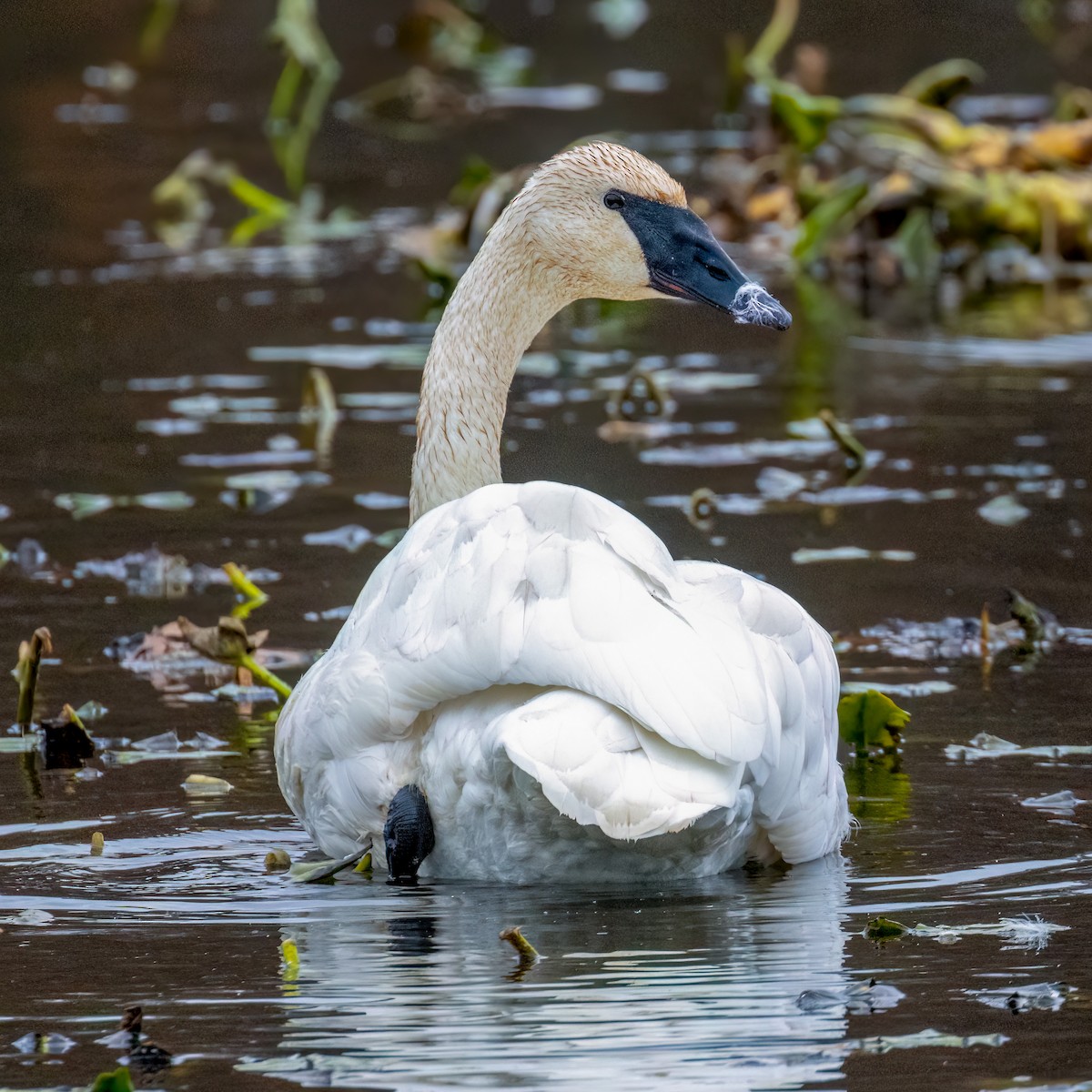 Trumpeter Swan - ML625873253