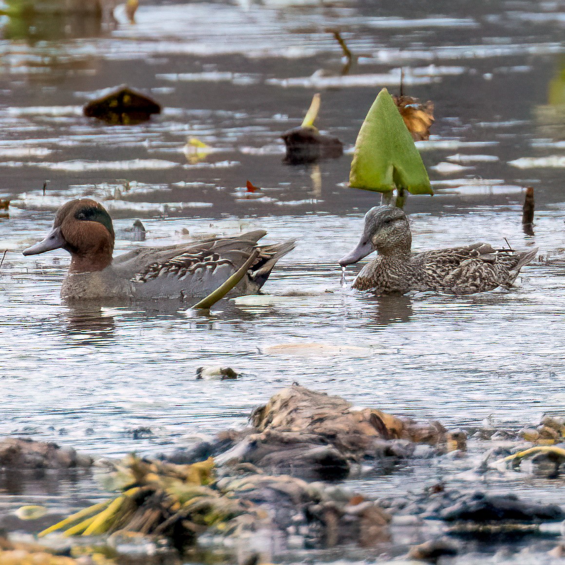 Green-winged Teal - ML625873276