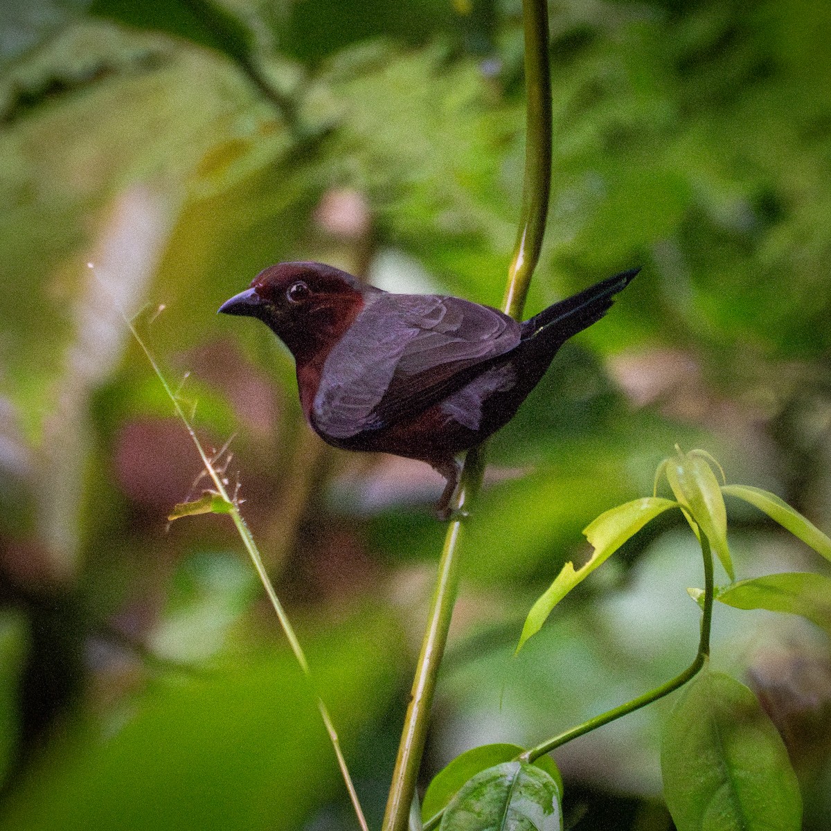 Chestnut-breasted Nigrita - ML625873281