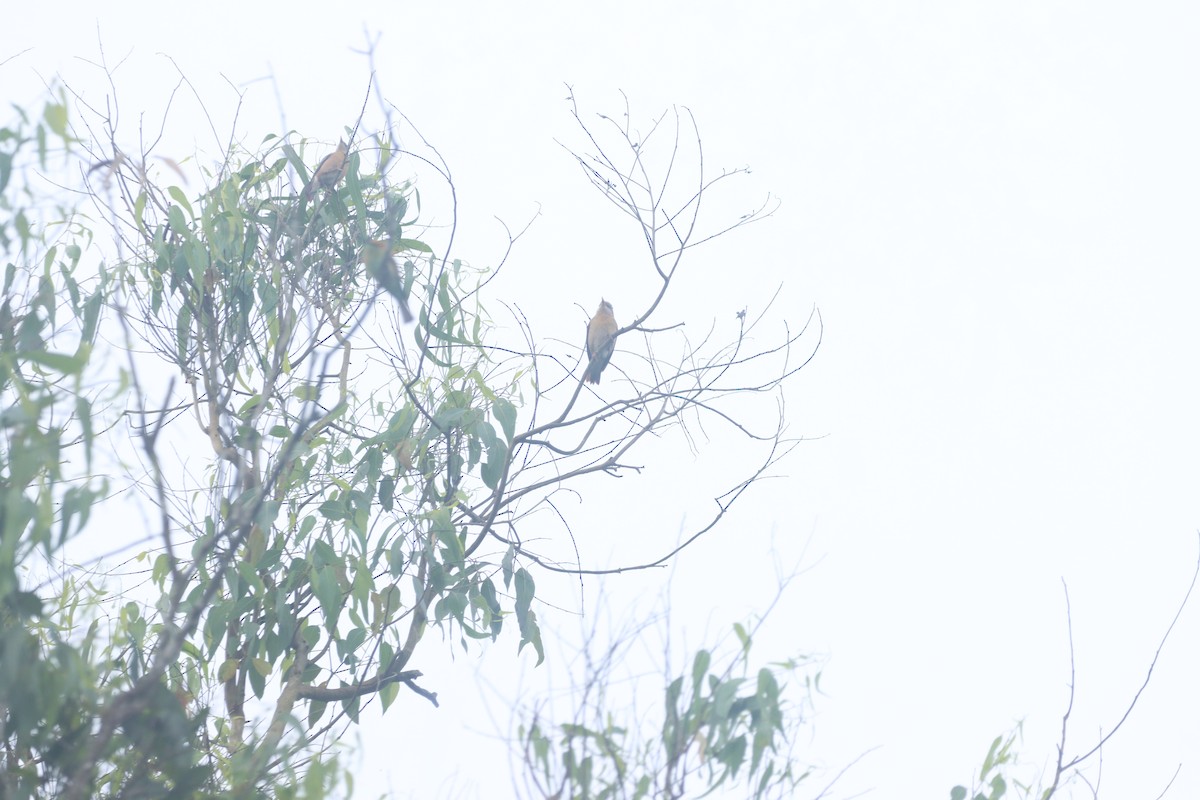 Malabar Starling - ML625873286