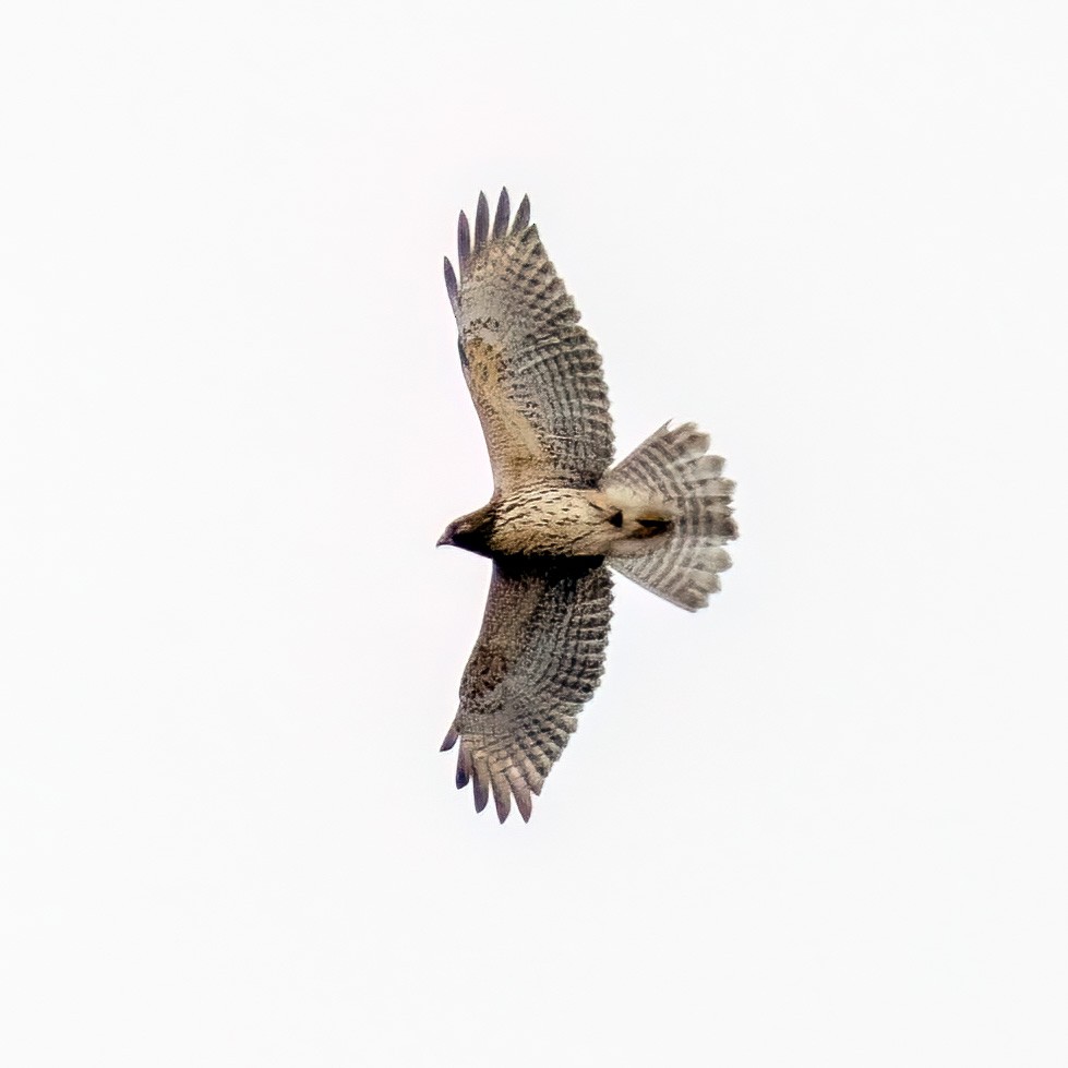 Red-shouldered Hawk - ML625873289