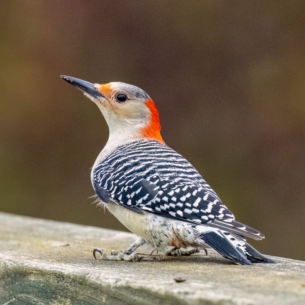 Red-bellied Woodpecker - ML625873294