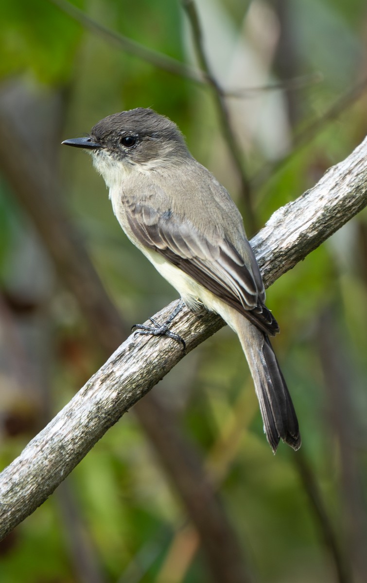Eastern Phoebe - ML625873385