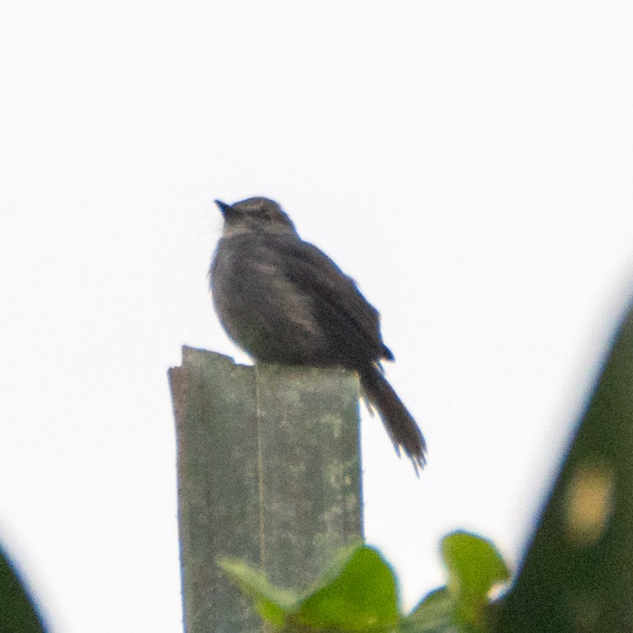 Dusky-blue Flycatcher - ML625873406