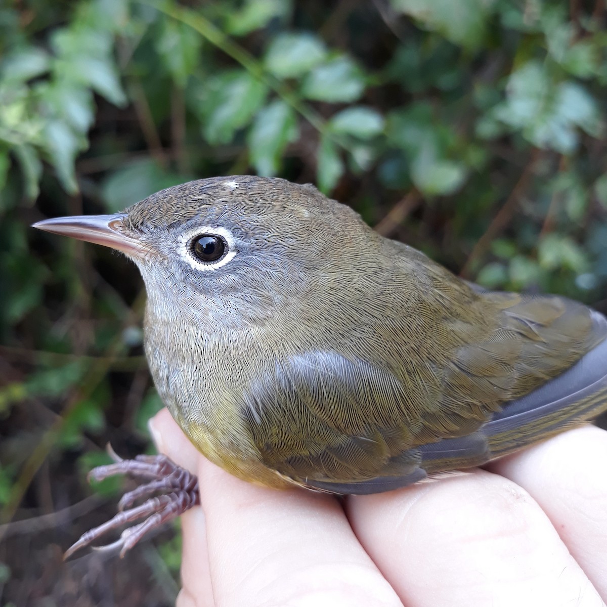 Connecticut Warbler - ML625873587