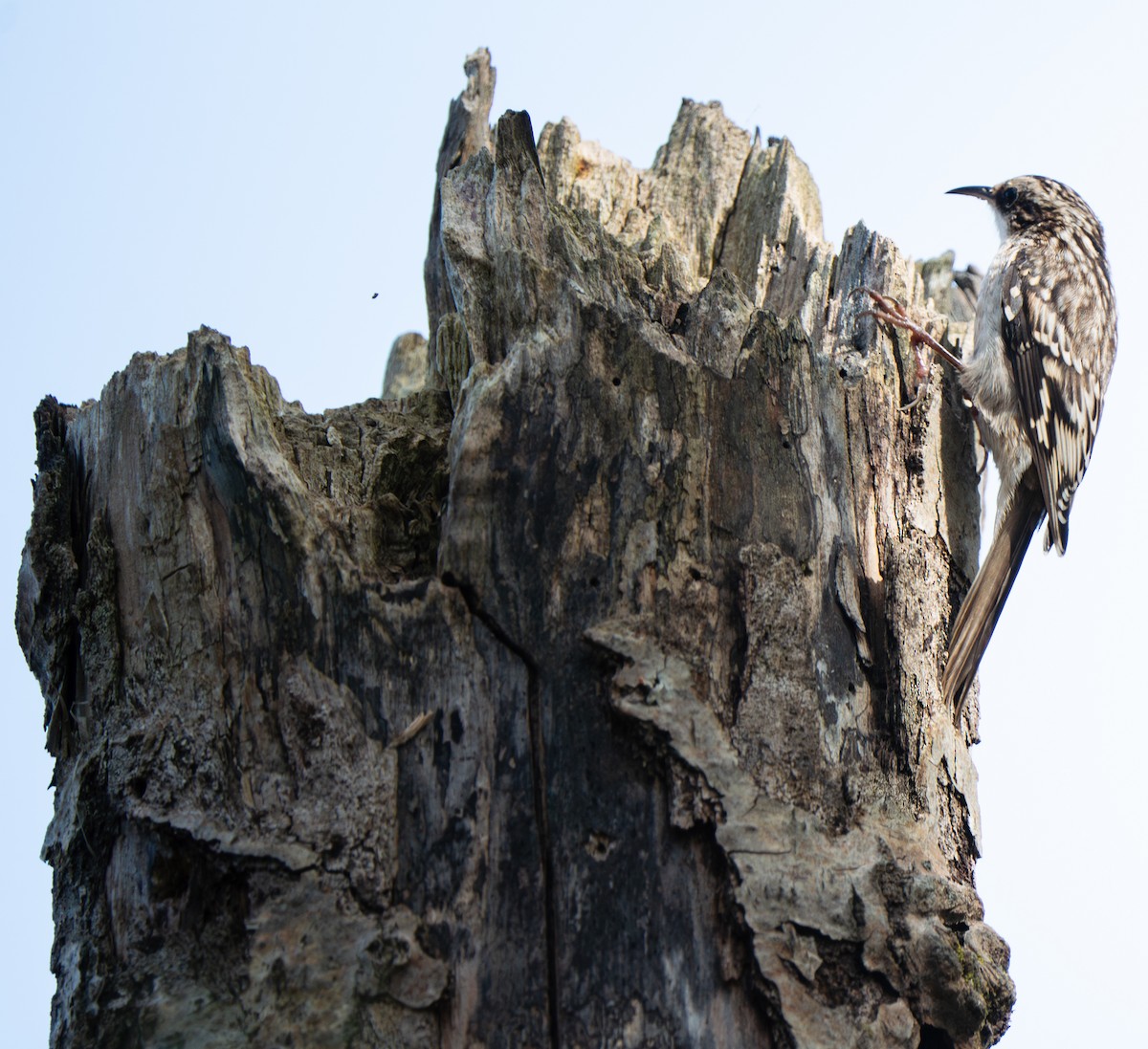Brown Creeper - ML625873597