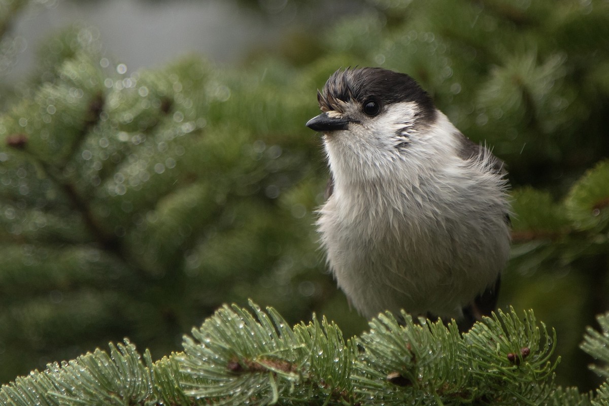 Canada Jay - ML625873615
