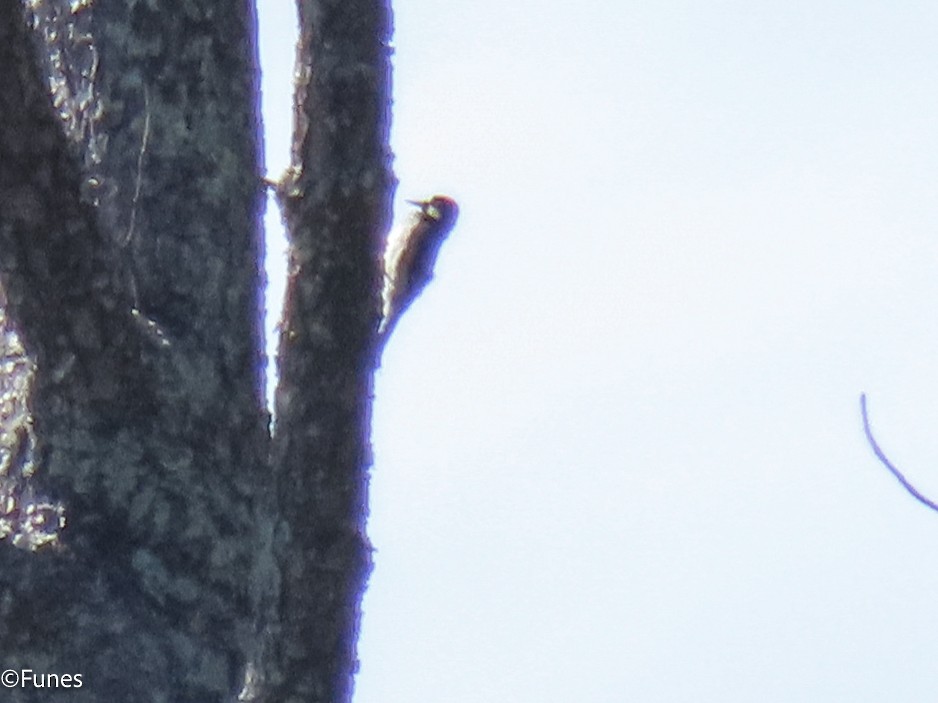 Acorn Woodpecker - ML625873734