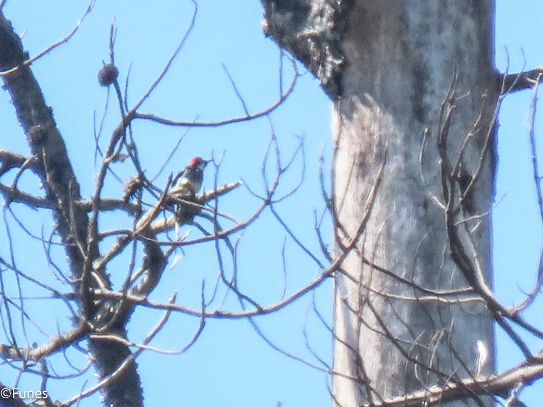Acorn Woodpecker - ML625873735