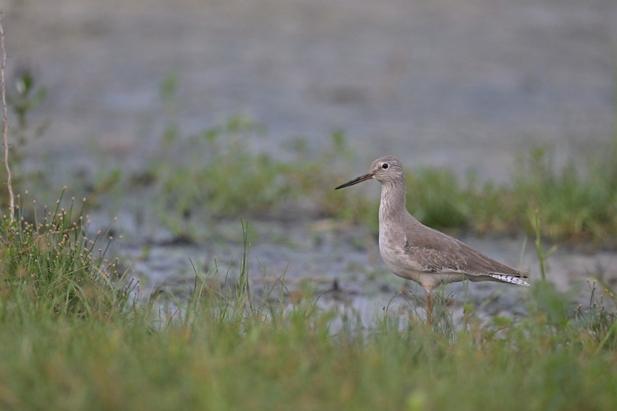 Common Redshank - ML625873876