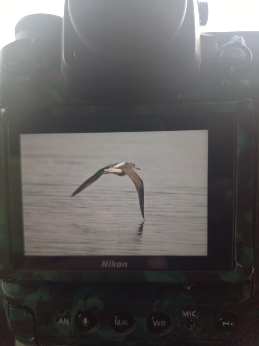 Common Greenshank - ML625873888