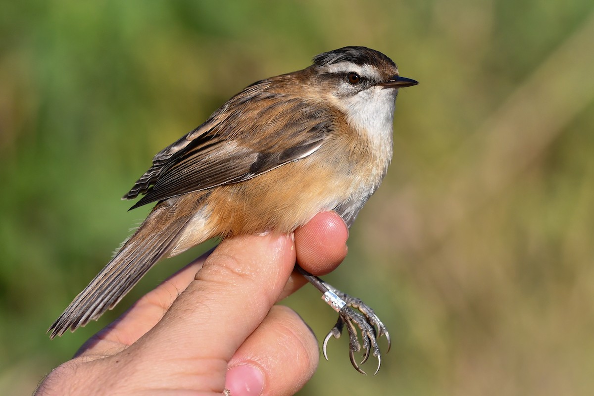 Moustached Warbler - ML625873891