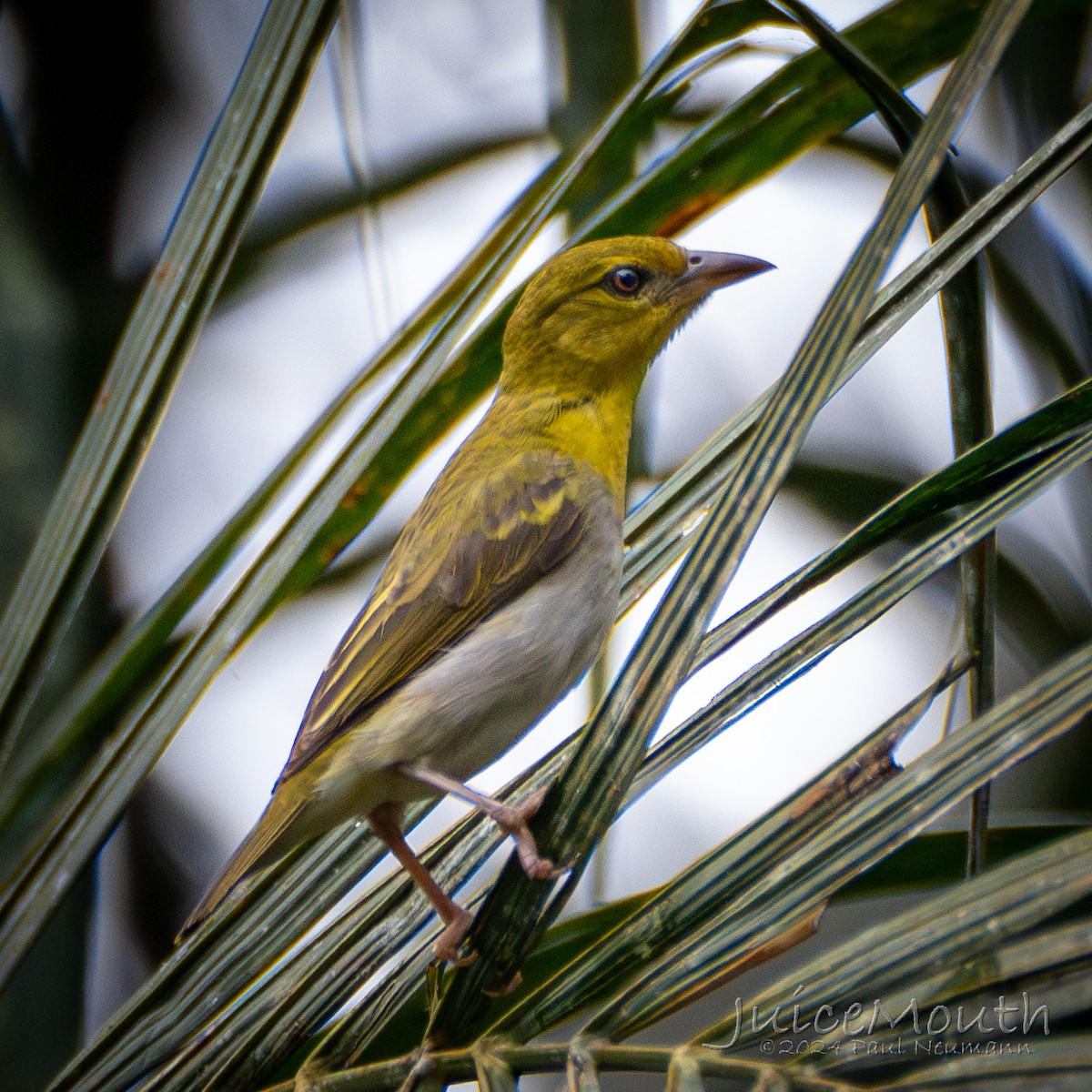 Village Weaver - ML625873987