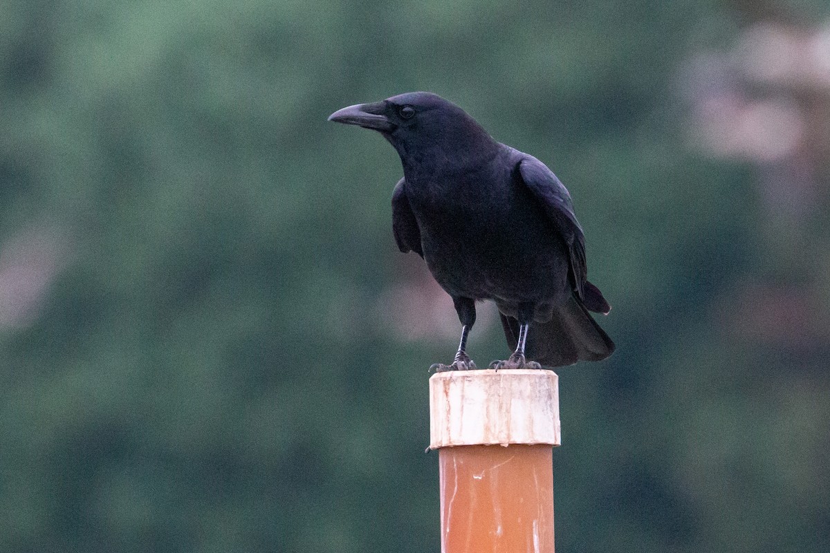 American Crow - ML625874067