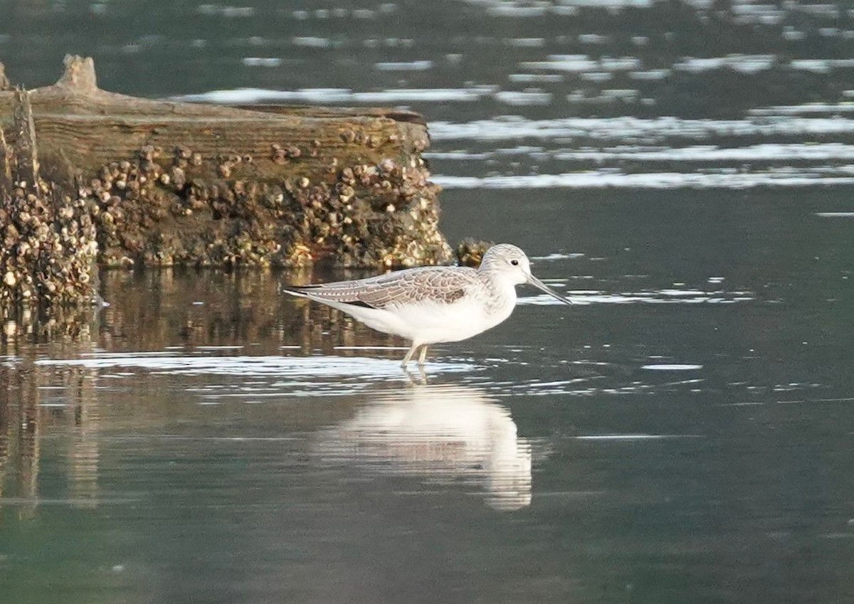 vodouš šedý - ML625874130