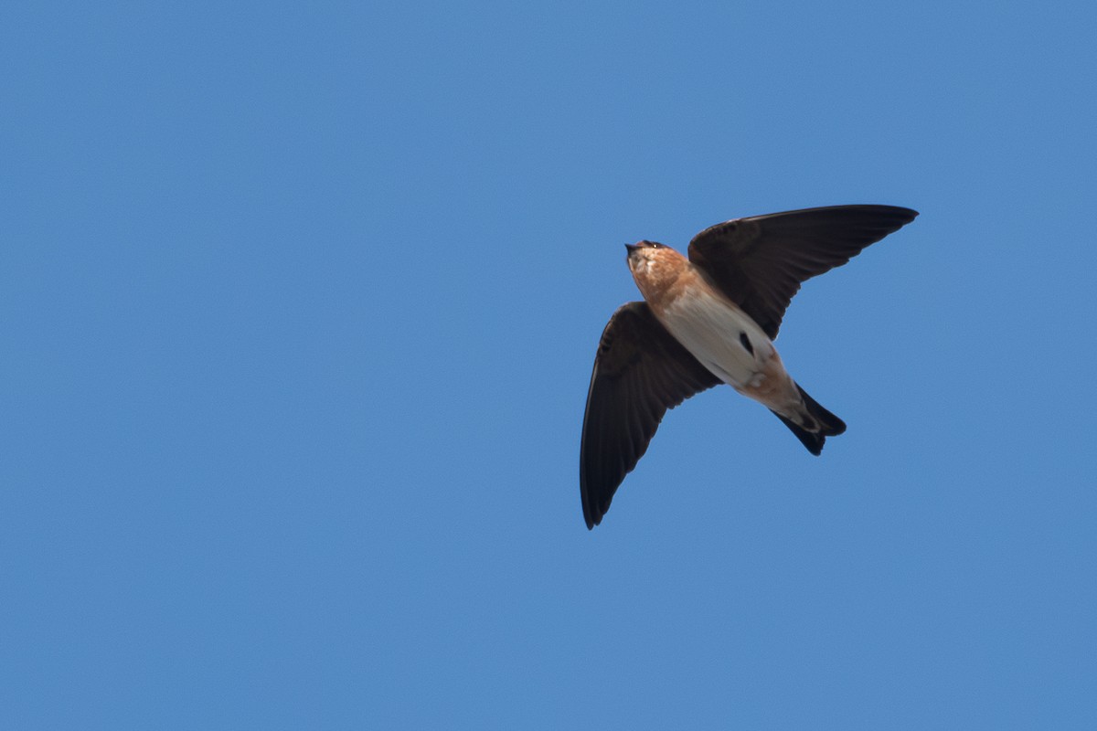 Cave Swallow - ML625874269