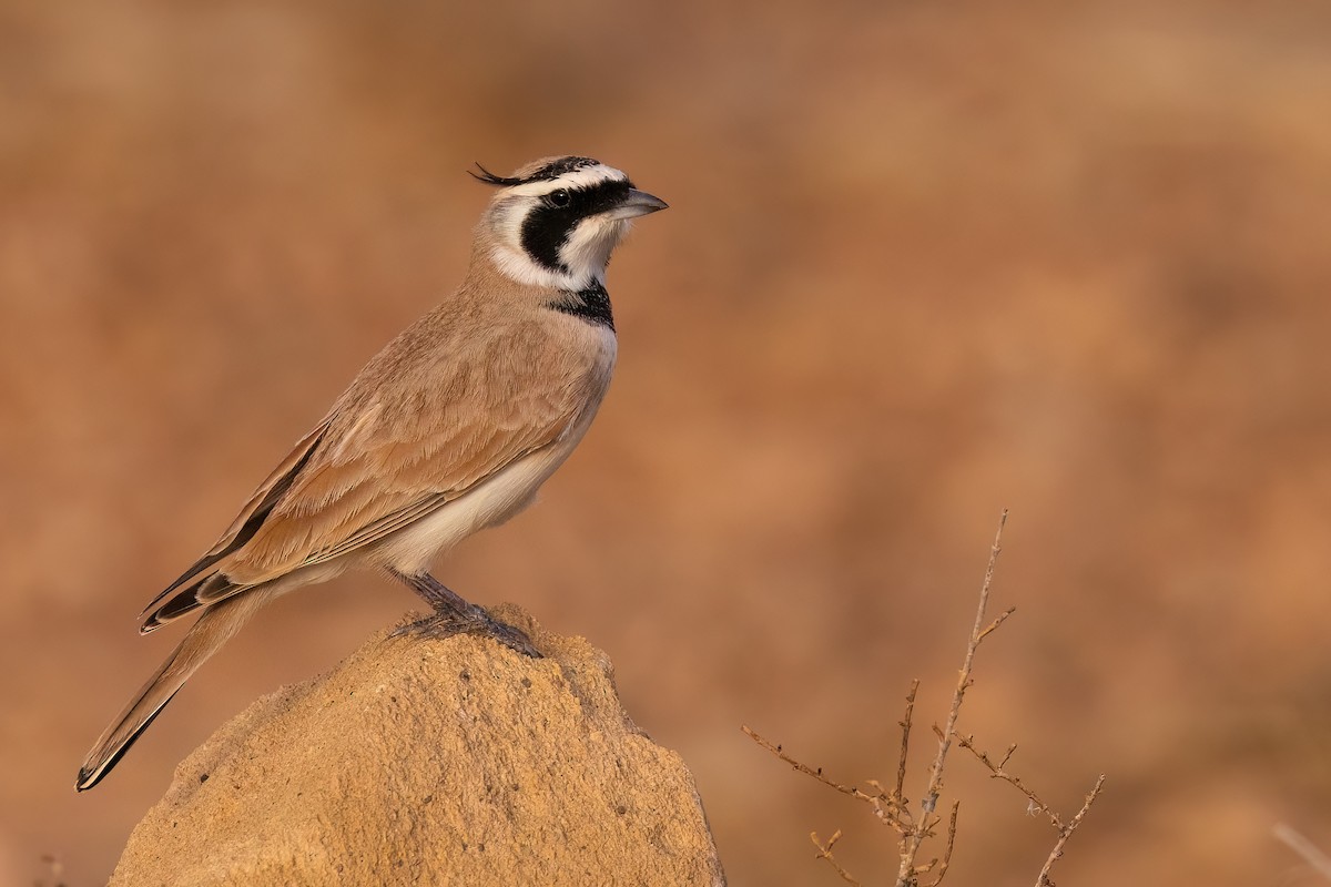 Temminck's Lark - ML625874418